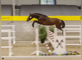 Hannoveriano, Semental, 3 años, 162 cm, Castaño
