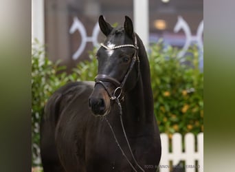 Hannoveriano, Semental, 3 años, 162 cm, Morcillo