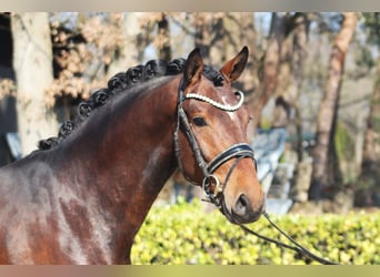 Hannoveriano, Semental, 3 años, 163 cm, Castaño
