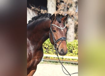 Hannoveriano, Semental, 3 años, 163 cm, Castaño