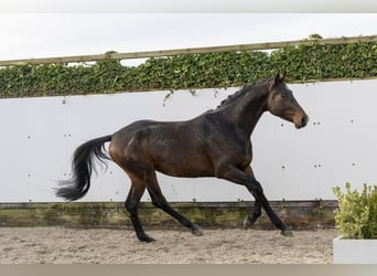 Hannoveriano, Semental, 3 años, 163 cm, Castaño oscuro