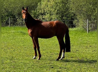 Hannoveriano, Semental, 3 años, 164 cm, Alazán