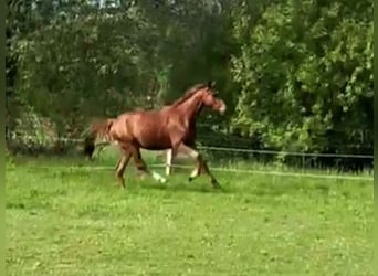 Hannoveriano, Semental, 3 años, 164 cm, Alazán