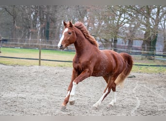 Hannoveriano, Semental, 3 años, 164 cm, Alazán