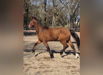 Hannoveriano, Semental, 3 años, 165 cm, Castaño