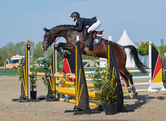 Hannoveriano, Semental, 3 años, 165 cm, Castaño oscuro