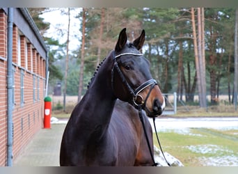 Hannoveriano, Semental, 3 años, 166 cm, Castaño