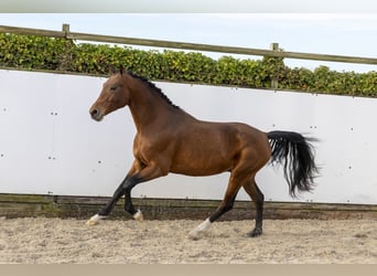Hannoveriano, Semental, 3 años, 166 cm, Castaño