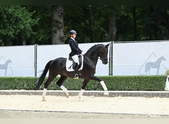 Hannoveriano, Semental, 3 años, 166 cm, Negro