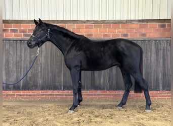 Hannoveriano, Semental, 3 años, 166 cm, Negro