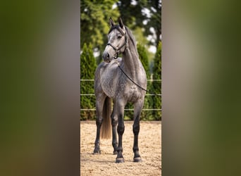 Hannoveriano, Semental, 3 años, 166 cm, Tordo rodado
