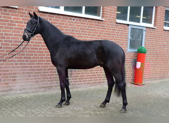 Hannoveriano, Semental, 3 años, 167 cm, Negro