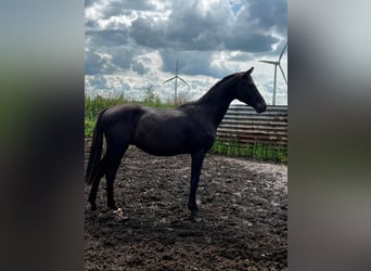 Hannoveriano, Semental, 3 años, 168 cm, Morcillo