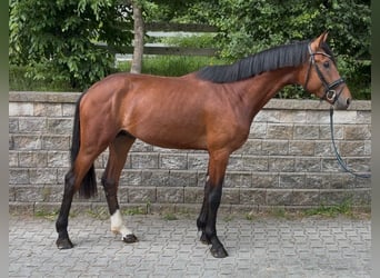 Hannoveriano, Semental, 3 años, 169 cm, Castaño