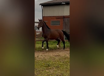 Hannoveriano, Semental, 3 años, 169 cm, Castaño oscuro