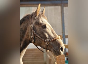 Hannoveriano, Semental, 3 años, 169 cm, Tordo rodado