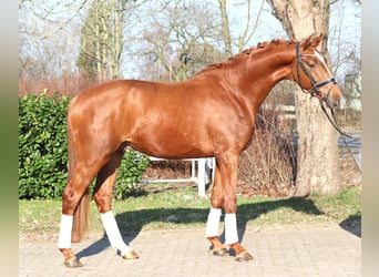 Hannoveriano, Semental, 3 años, 170 cm, Alazán