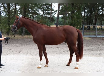 Hannoveriano, Semental, 3 años, 170 cm, Alazán-tostado
