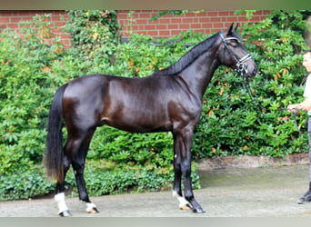 Hannoveriano, Semental, 3 años, 170 cm, Castaño