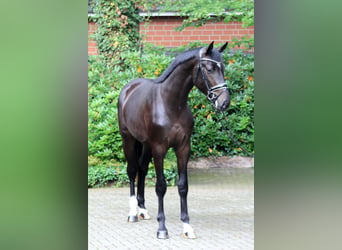 Hannoveriano, Semental, 3 años, 170 cm, Castaño