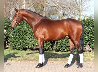 Hannoveriano, Semental, 3 años, 170 cm, Castaño