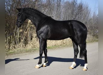 Hannoveriano, Semental, 3 años, 170 cm, Negro