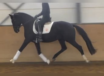 Hannoveriano, Semental, 3 años, 171 cm, Negro