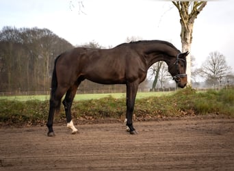 Hannoveriano, Semental, 3 años, 172 cm, Castaño oscuro