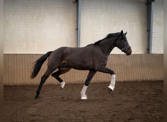 Hannoveriano, Semental, 3 años, 172 cm, Castaño oscuro