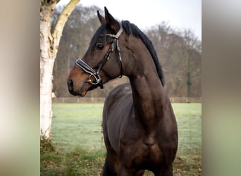 Hannoveriano, Semental, 3 años, 172 cm, Castaño oscuro