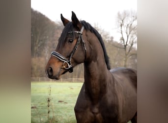 Hannoveriano, Semental, 3 años, 172 cm, Castaño oscuro