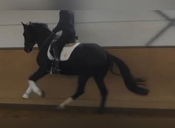 Hannoveriano, Semental, 3 años, 172 cm, Negro