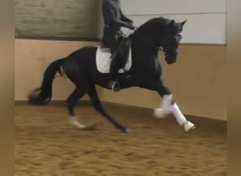 Hannoveriano, Semental, 3 años, 172 cm, Negro