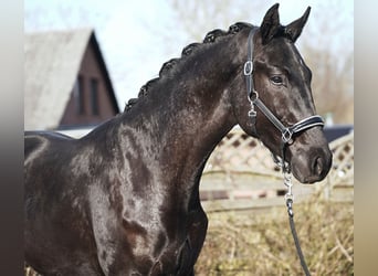 Hannoveriano, Semental, 3 años, 175 cm, Negro
