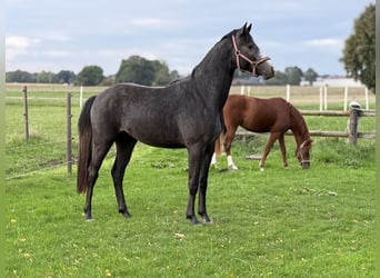 Hannoveriano, Semental, 3 años, Musgo