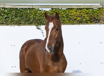 Hannoveriano, Semental, 4 años, 162 cm