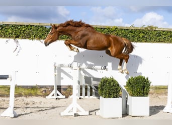 Hannoveriano, Semental, 4 años, 162 cm