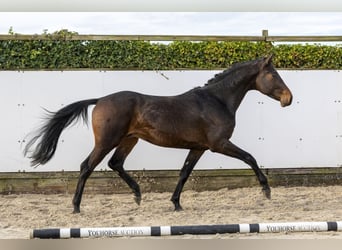 Hannoveriano, Semental, 4 años, 163 cm, Castaño oscuro