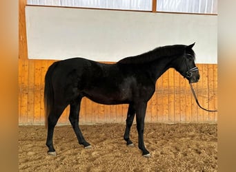 Hannoveriano, Semental, 4 años, 163 cm, Tordo