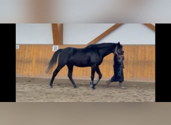 Hannoveriano, Semental, 4 años, 163 cm, Tordo