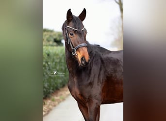 Hannoveriano, Semental, 4 años, 165 cm, Morcillo