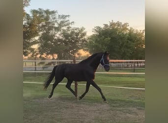 Hannoveriano, Semental, 4 años, 165 cm, Negro