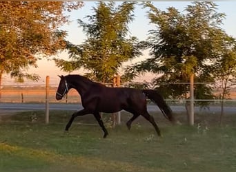 Hannoveriano, Semental, 4 años, 165 cm, Negro