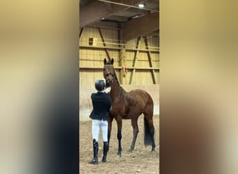 Hannoveriano, Semental, 4 años, 168 cm, Castaño