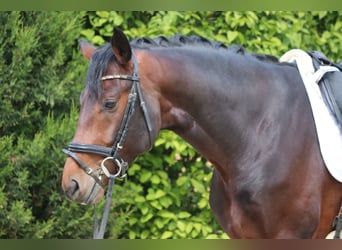 Hannoveriano, Semental, 4 años, 169 cm, Castaño oscuro