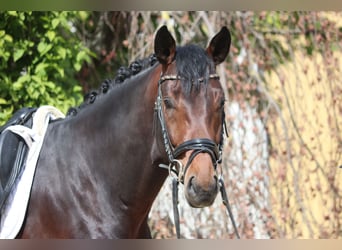 Hannoveriano, Semental, 4 años, 169 cm, Castaño oscuro