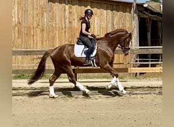 Hannoveriano, Semental, 4 años, 170 cm, Alazán