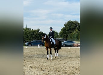 Hannoveriano, Semental, 4 años, 170 cm, Castaño
