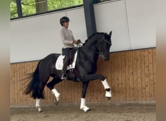 Hannoveriano, Semental, 4 años, 172 cm, Negro