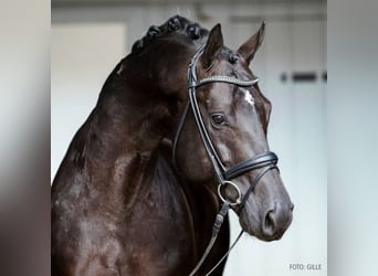Hannoveriano, Semental, 5 años, 167 cm, Negro